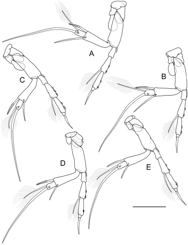 Arisubathynella imjinensis Park and Cho, 2015 (모식표본: ♀): (A) 흉각 III(정면); (B) 흉각 IV(정면); (C) 흉각 V(정면); (D) 흉각 VI(정면);