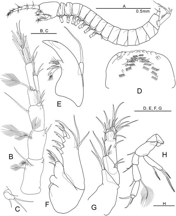 Nipponbathynella donggangensis Park and Cho, 2015 (모식표본: ♀): (A) 일반체형(측면); (B) 제일촉각(등면); (C) 제이촉각(등면); (D) 상순