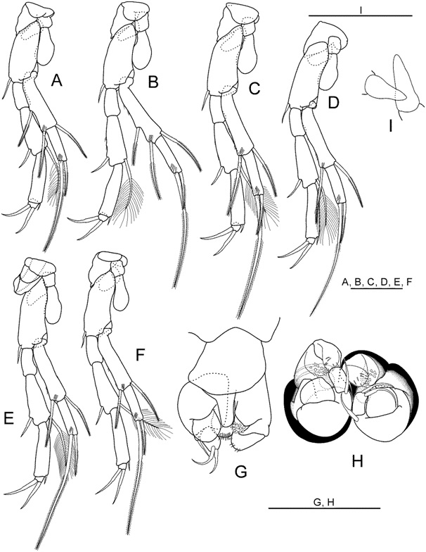 Nipponbathynella donggangensis Park and Cho, 2015 (모식표본: ♂, 부모식표본: ♀): (A) 흉각 II ♀(정면); (B) 흉각 III ♀(정면); (C) 흉각