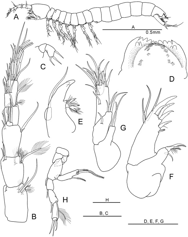 Nipponbathynella leesookyungae Park and Cho, 2015 (모식표본: ♂, 부모식표본: ♀): (A) 일반체형 ♀(측면); (B) 제일촉각 ♂(등면); (C) 제