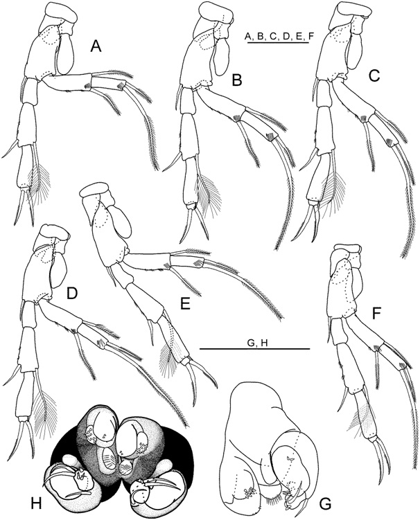 Nipponbathynella leesookyungae Park and Cho, 2015 (모식표본: ♂): (A) 흉각 II (정면); (B) 흉각 III(정면); (C) 흉각 IV(정면); (D) 흉각