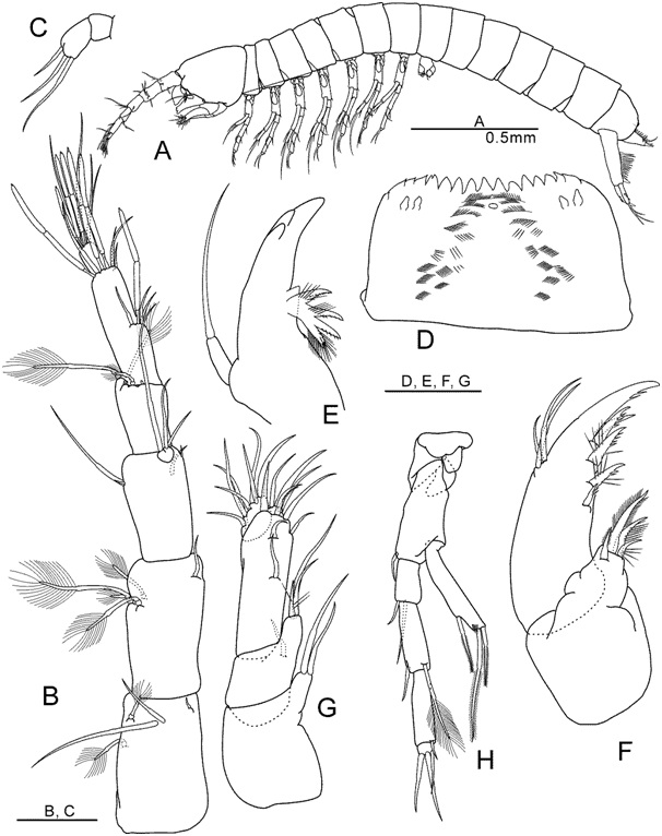 Nipponbathynella wanjuensis Park and Cho, 2015 (모식표본: ♂): (A) 일반체형(측면); (B) 제일촉각(등면); (C) 제이촉각(등면); (D) 상순(배