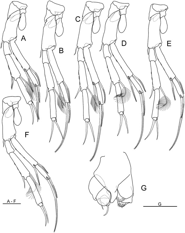 Nipponbathynella wanjuensis Park and Cho, 2015 (모식표본: ♂): (A) 흉각 II (정면); (B) 흉각 III(정면); (C) 흉각 IV(정면); (D) 흉각 V(정