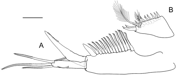 Nipponbathynella wanjuensis Park and Cho, 2015 (모식표본: ♂): (A) 미각 (등면); (B) 미차상기(등면). 척도 = 0.05 mm.