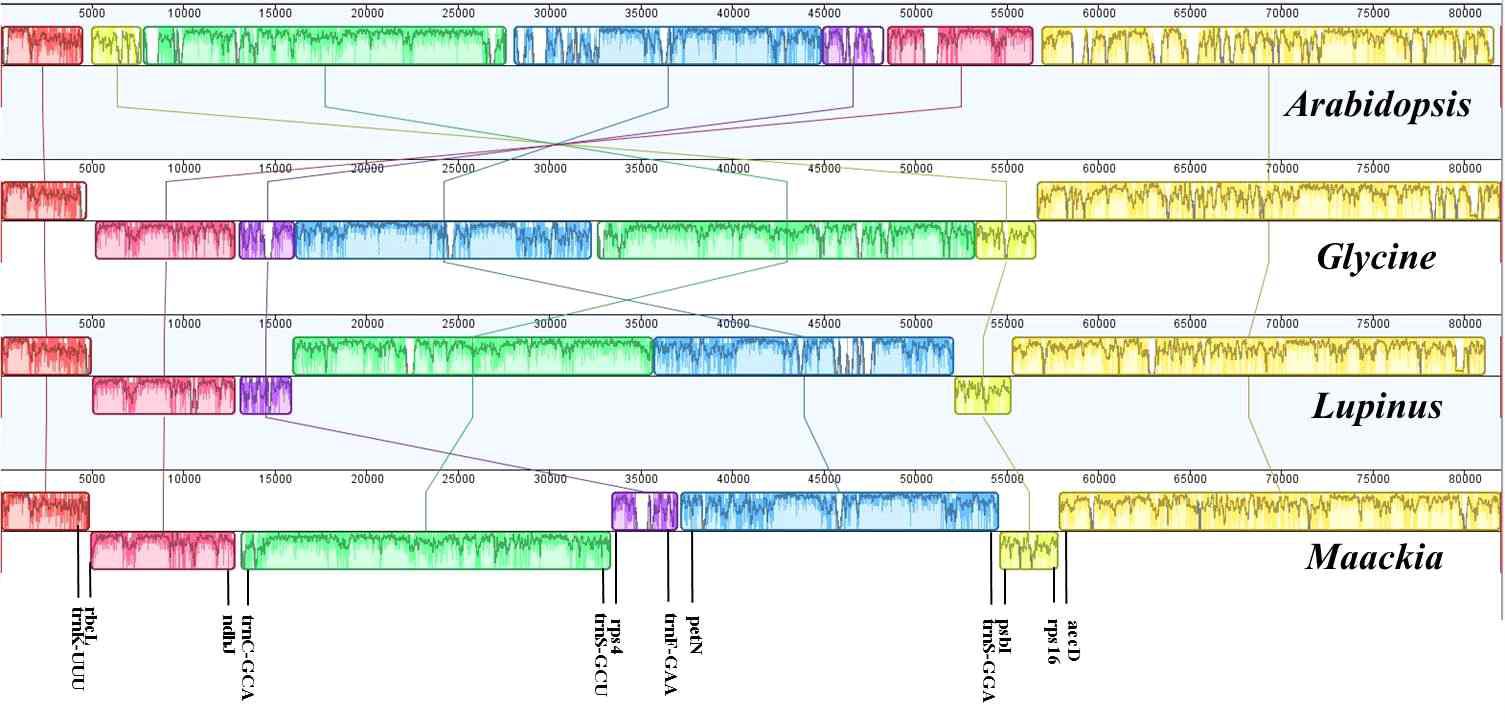 솔비나무와 근연 분류군 엽록체 유전체의 LSC 구간 구조비교