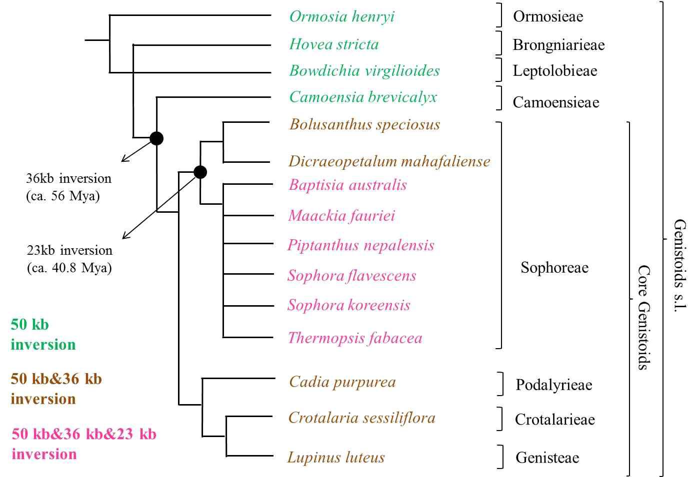 Cardoso et al.(2013)을 기반으로 단순화 시킨 Core Genistoids의 계통도.
