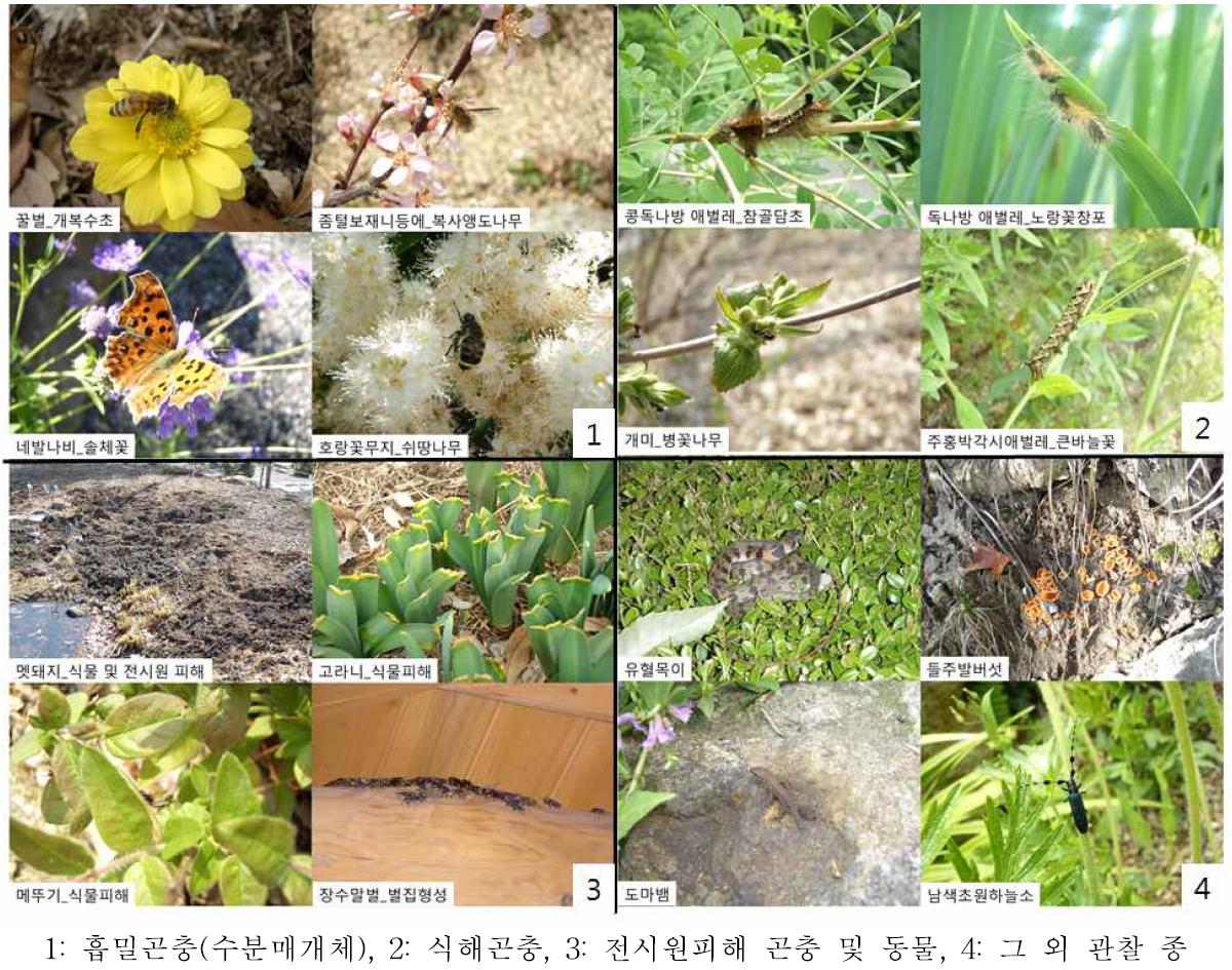 희귀특산식물보존원 모니터링 결과 확인된 곤충 및 동물