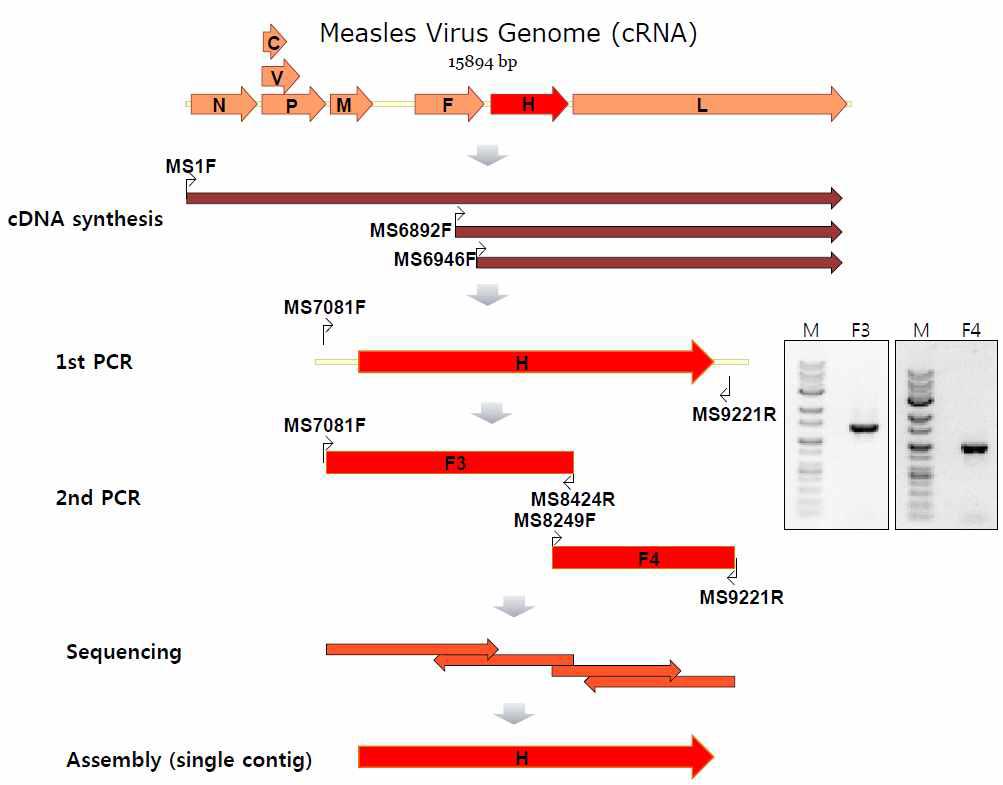 H 유전자 RT-PCR