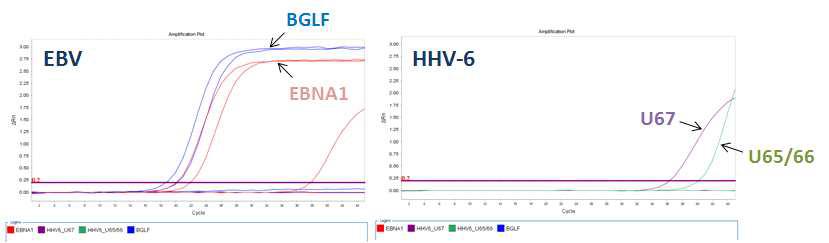 HHV-6와 EBV 검체에 대한 적합한 유전자 test 결과