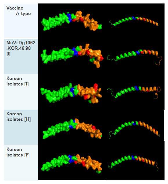 SH 단백질의 accessible surface area (ASA) 및 ribbon 표현의 3차원 구조