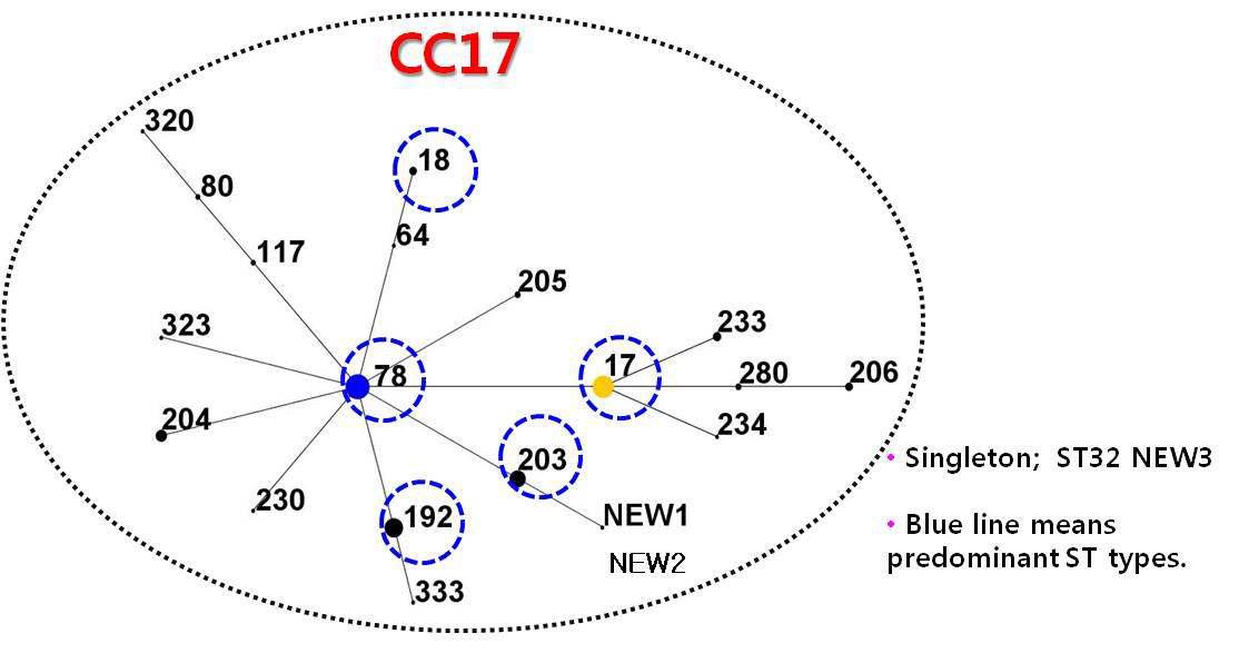 반코마이신 내성 장알균 분리주의 clonal complex 분포