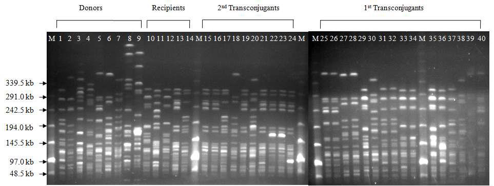 donor, recipient, 1st transconjugants, 2nd transconjugantd의 PFGE 양상확인