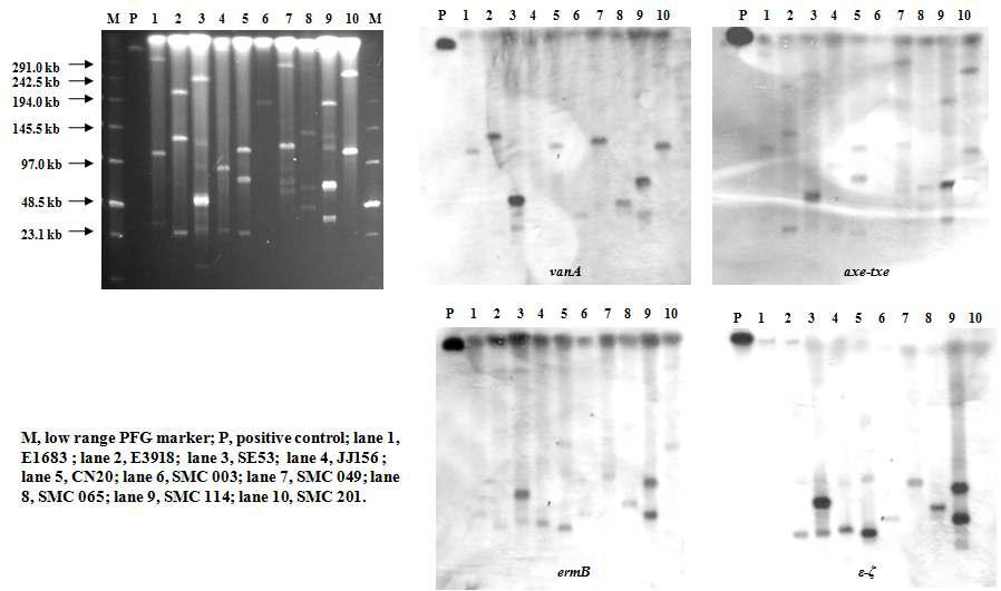 Southern hybridization을 이용한 donor의 내성유전자 (vanA, ermB)와 TA system (axe-txe, ε-ζ)의 관계