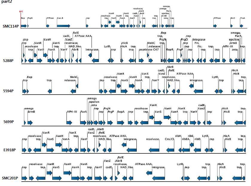 vanA cluster를 포함하는 6개 plasmid의 part2에서의 유전자의 특성 비교