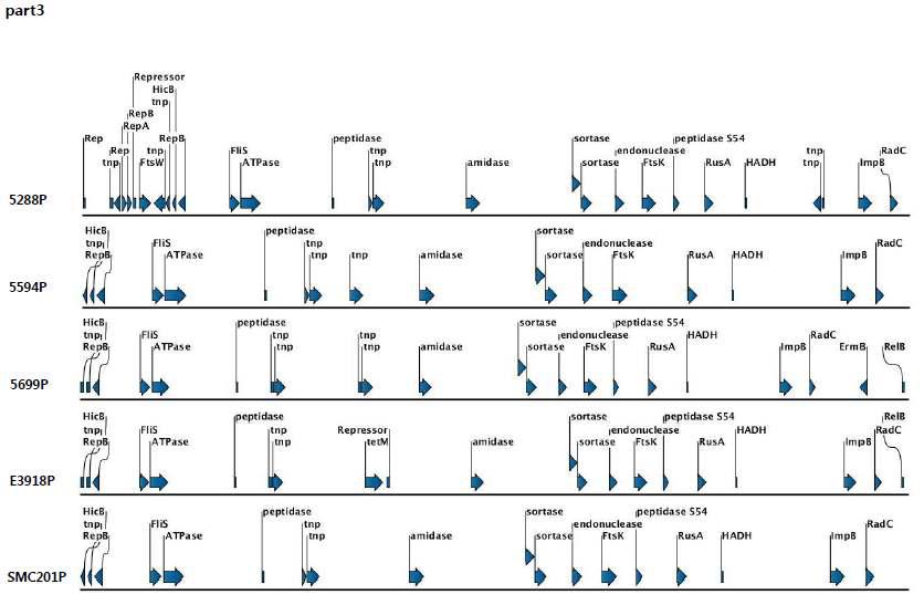 vanA cluster를 포함하는 6개 plasmid의 part3에서의 유전자의 특성 비교