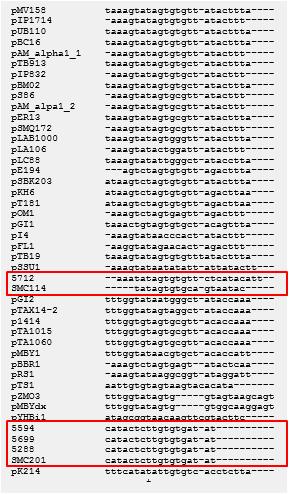 oriT의 multialignment sequences