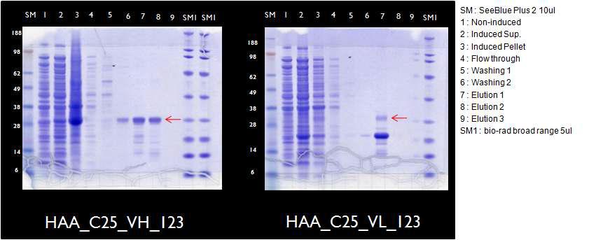 SDS-PAGE analysis for purification of C25VH-123 & C25VL-123