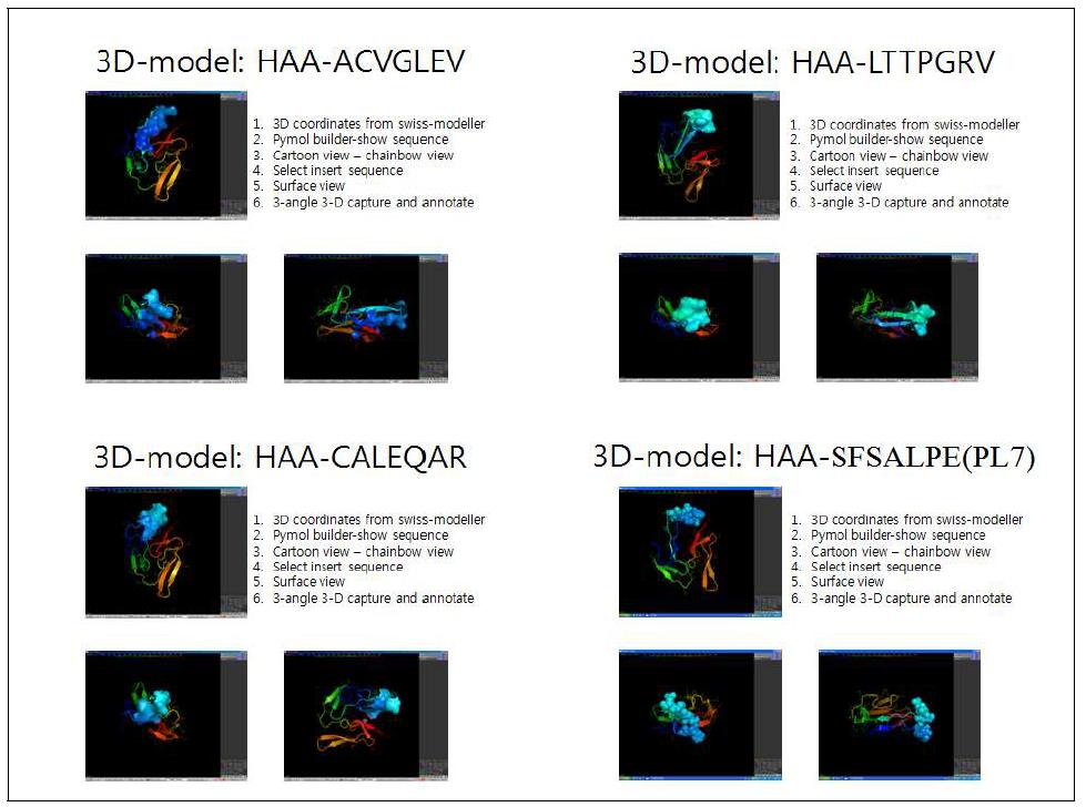 3D modeling for HAA scaffold