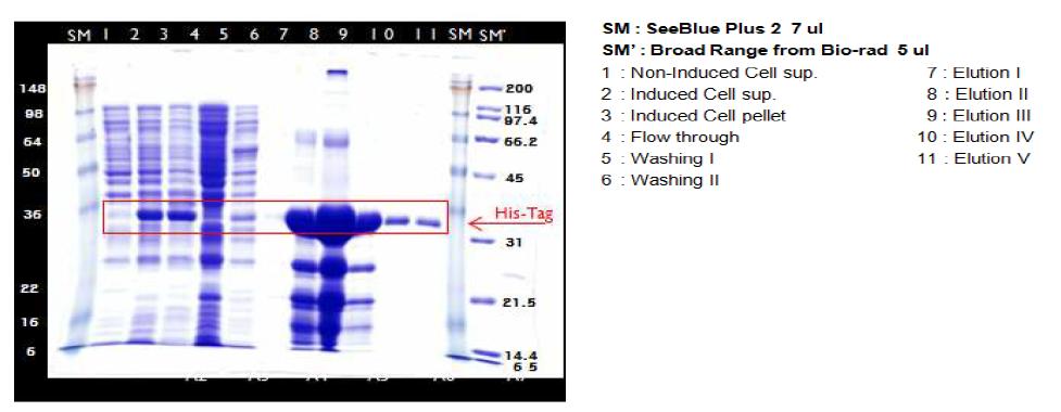 SDS-PAGE analysis for purification of HAA-PL4