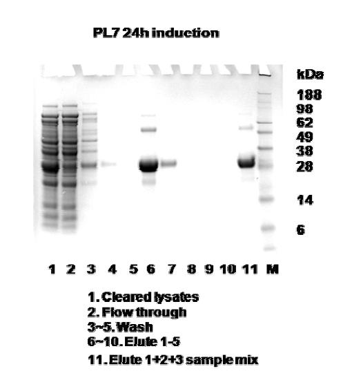 Purification of HAA-PL7 by SDS-PAGE assay