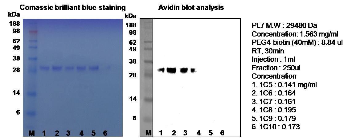 Quantitative analysis of NHS-PEG4-biotin by Avidin blot assay