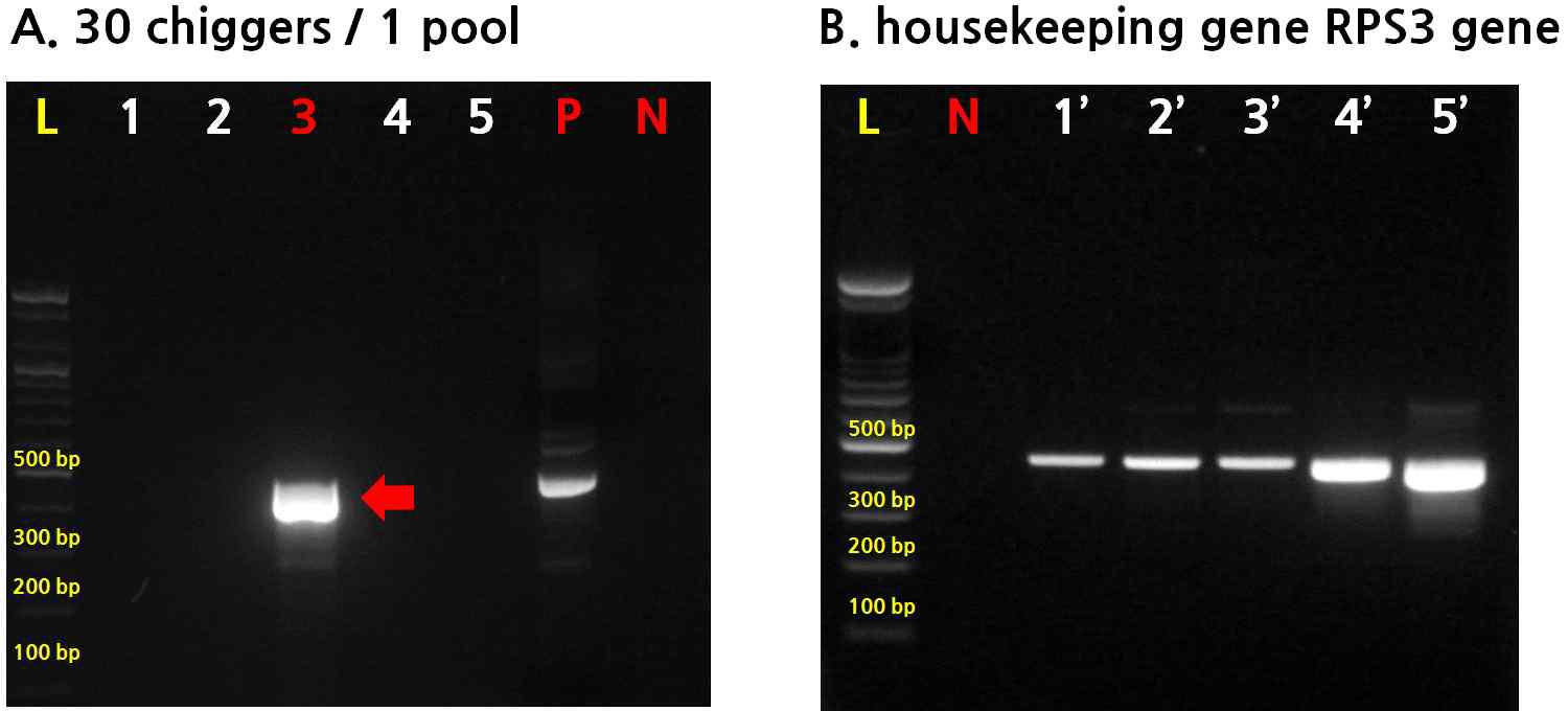 30개체/1 pool 쯔쯔가무시 보균 확인(A) 및 RPS3 gene을 이용한 DNA 추출확인 실험(B).