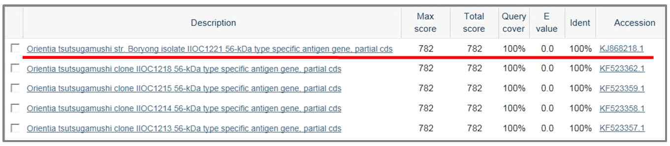 Genbank에 등록된 Orientia tsutsugamuhi 염기서열 비교