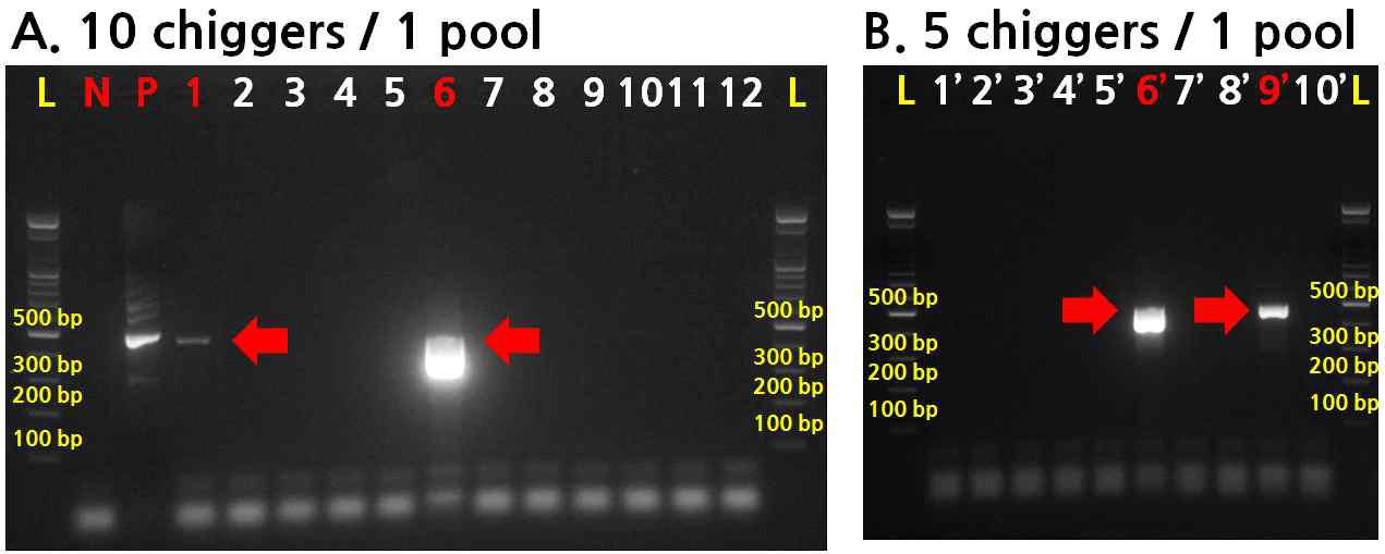 10 chigger(A), 5 chigger(B) / 1 pool 쯔쯔가무시 보균 확인 실험.