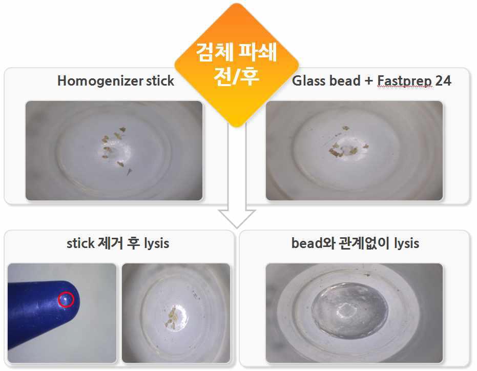 검체 파쇄 방법에 따른 lysis 전처리 과정 비교