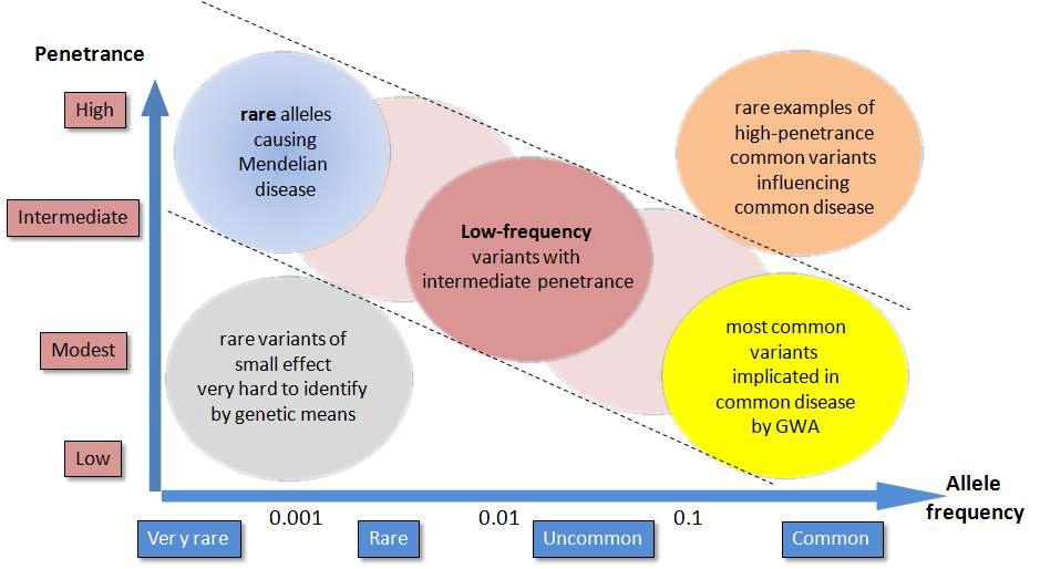 Allele frequency에 따른 genetic variants의 effect size비교(McCarthy 발료자료)