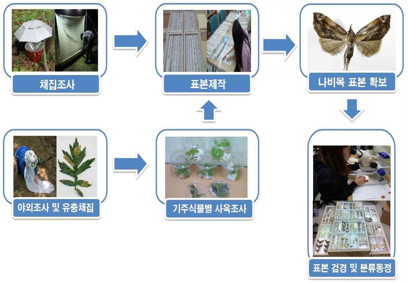 인시목 산림해충 샘플확보 및 형태분류 방법