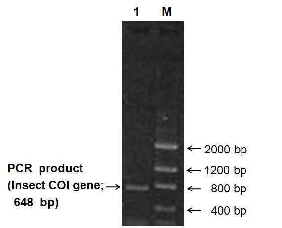 곤충 조직에서 추출된 미토콘드리아 COI-encoding DNA의 증폭 결과.