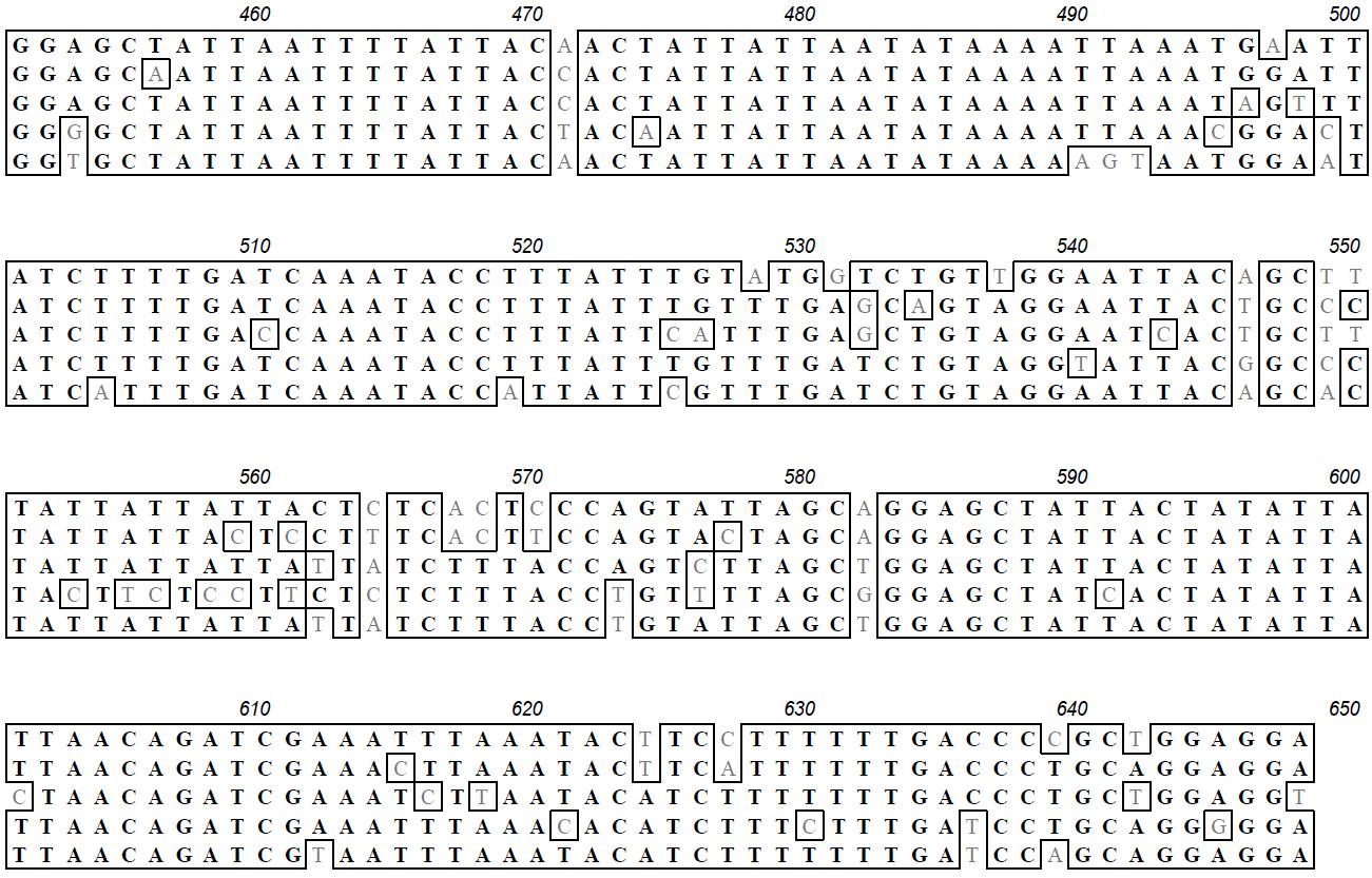 5종의 곤충을 대상으로 한 multiple alignment 결과 standard 648 bp의 확인 예시