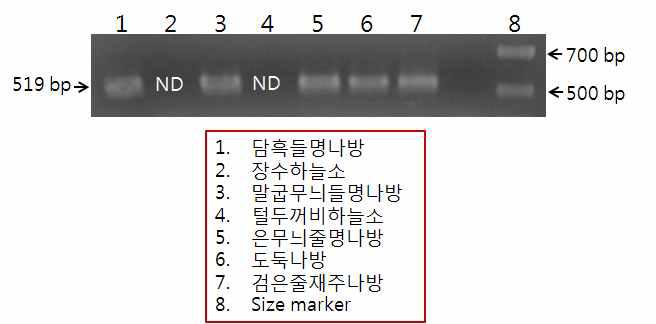인시목 예찰용 degenerate primer를 적용한 PCR 결과