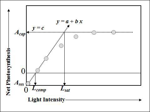 광-광합성 곡선을 이용한 암호흡 속도, 광 보상점, 광 포화점, 광합성 능력, 순양자수율의 산출
