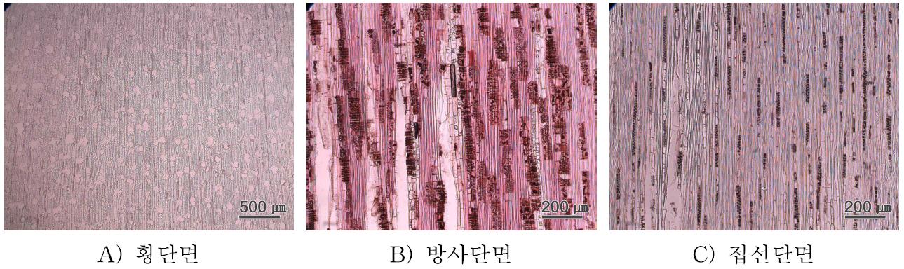 Cengkeh 수종의 3단면.