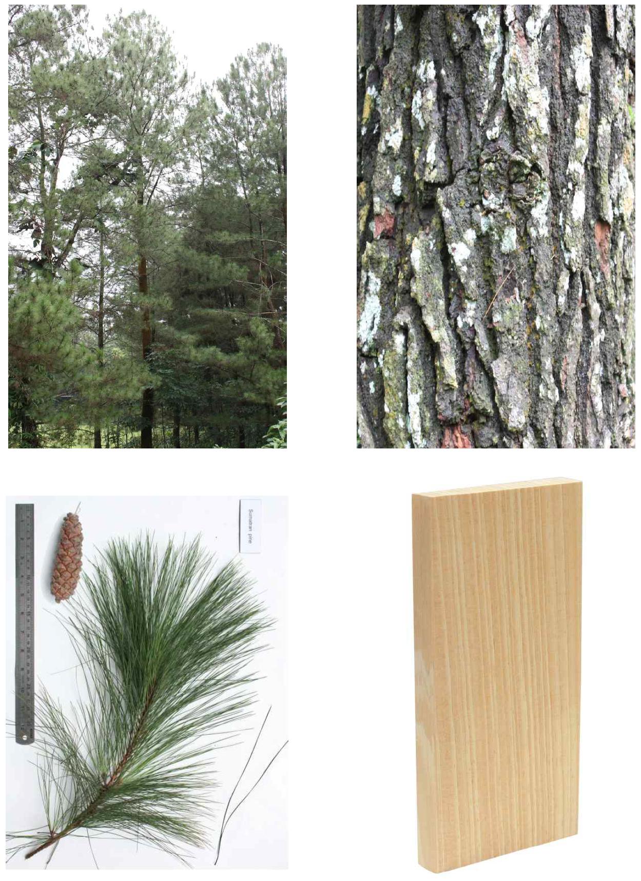 Sumatran pine의 전체수형, 수피, 잎 및 재면.