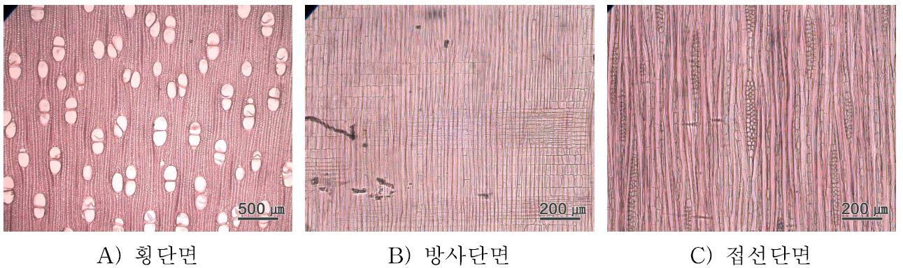 White jabon 수종의 3단면.