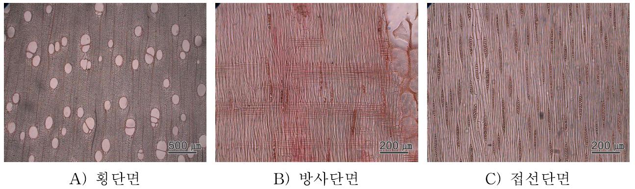 Mangium 수종의 3단면.