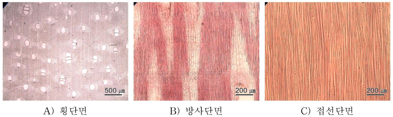 Mindi 수종의 3단면.