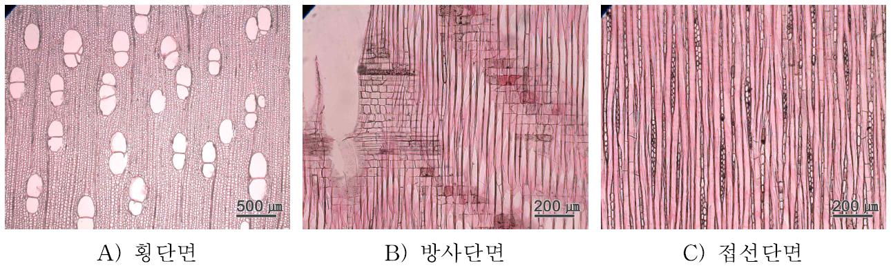 Red jabon 수종의 3단면.