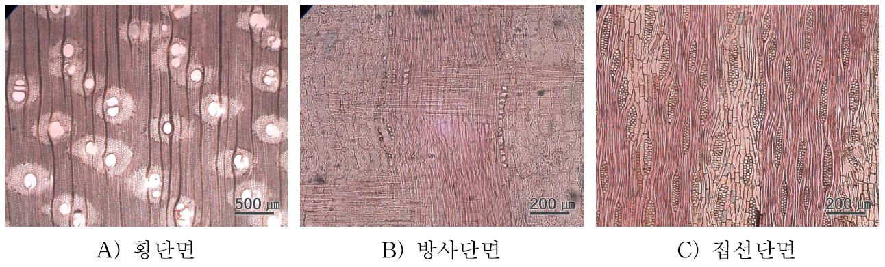 Trembesi 수종의 3단면.