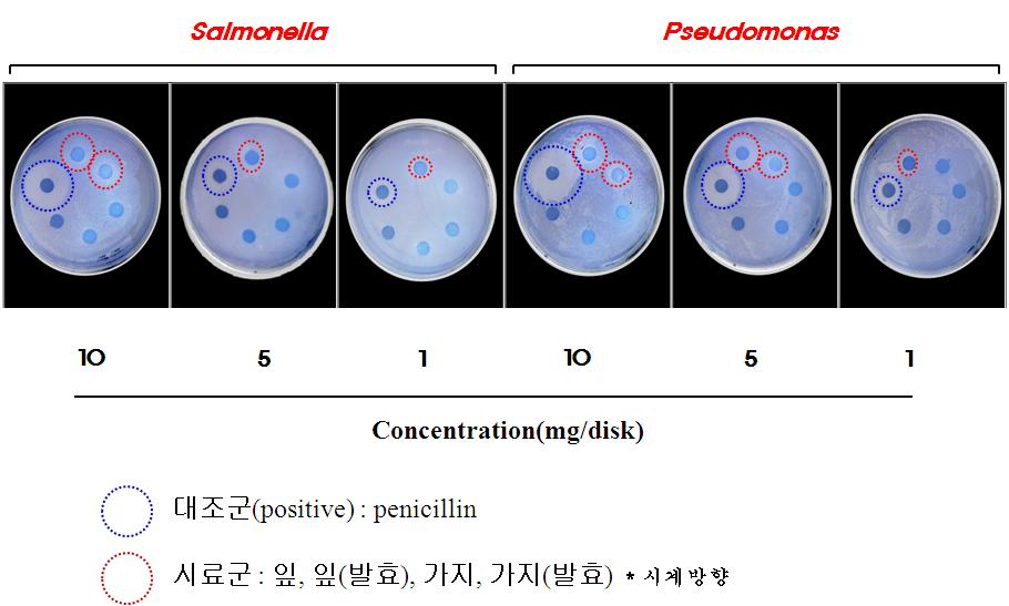 Antibacterial activities using paper disk