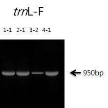 Amplification of the trnL-F gene in Dendropanax morbifera and Acanthopanax sessiliflorus