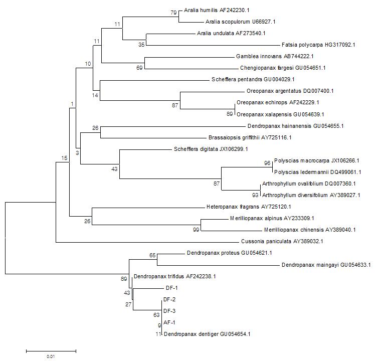 Phylogenetic analysis using Neighbor-joining method of trnL-F gene in species belonging to the genus Dendropanax.