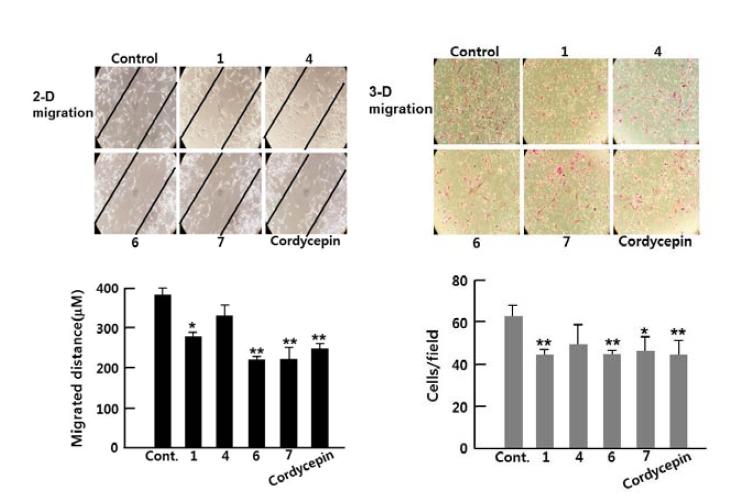 Anti-migratory effects of extracts on RAoSMCs