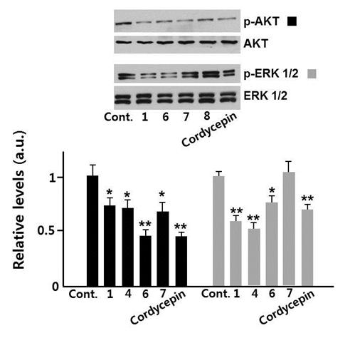 Altered expression levels of phosphorylated signal mediators in RAoSMCs