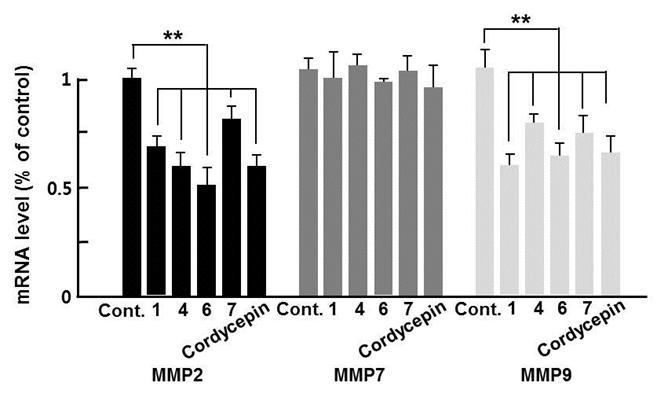 Altered expression levels of MMPs in RAoSMCs