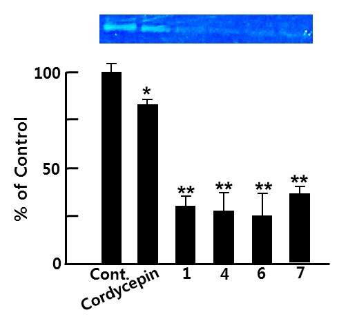 Zymographic analysis of MMP activities of extracts