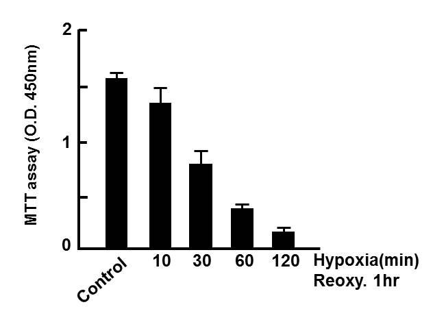 Viability of cardiomyocytes treated with designated hypoxia/reoxygenation